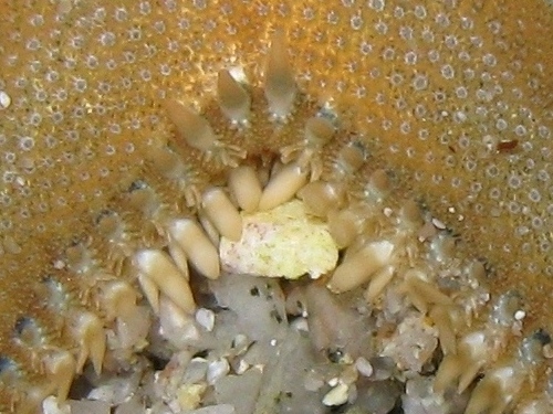 Astropecten platyacanthus (Philippi, 1837)